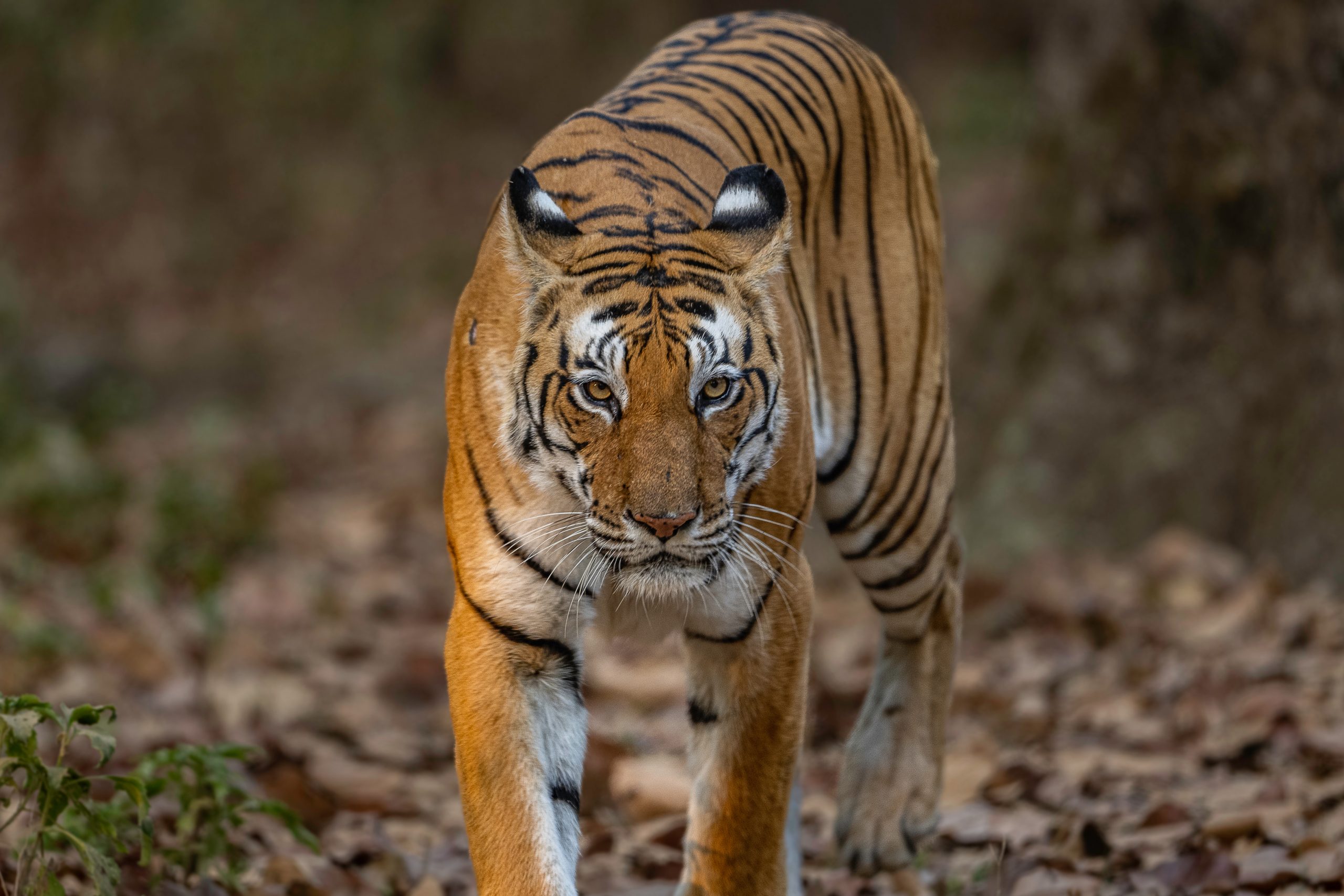 Progetto di protezione della tigre