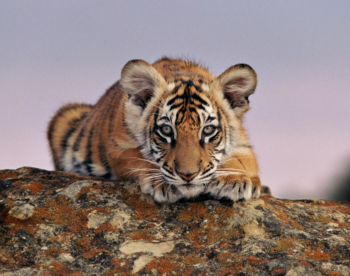 Regala l'adozione di una tigre