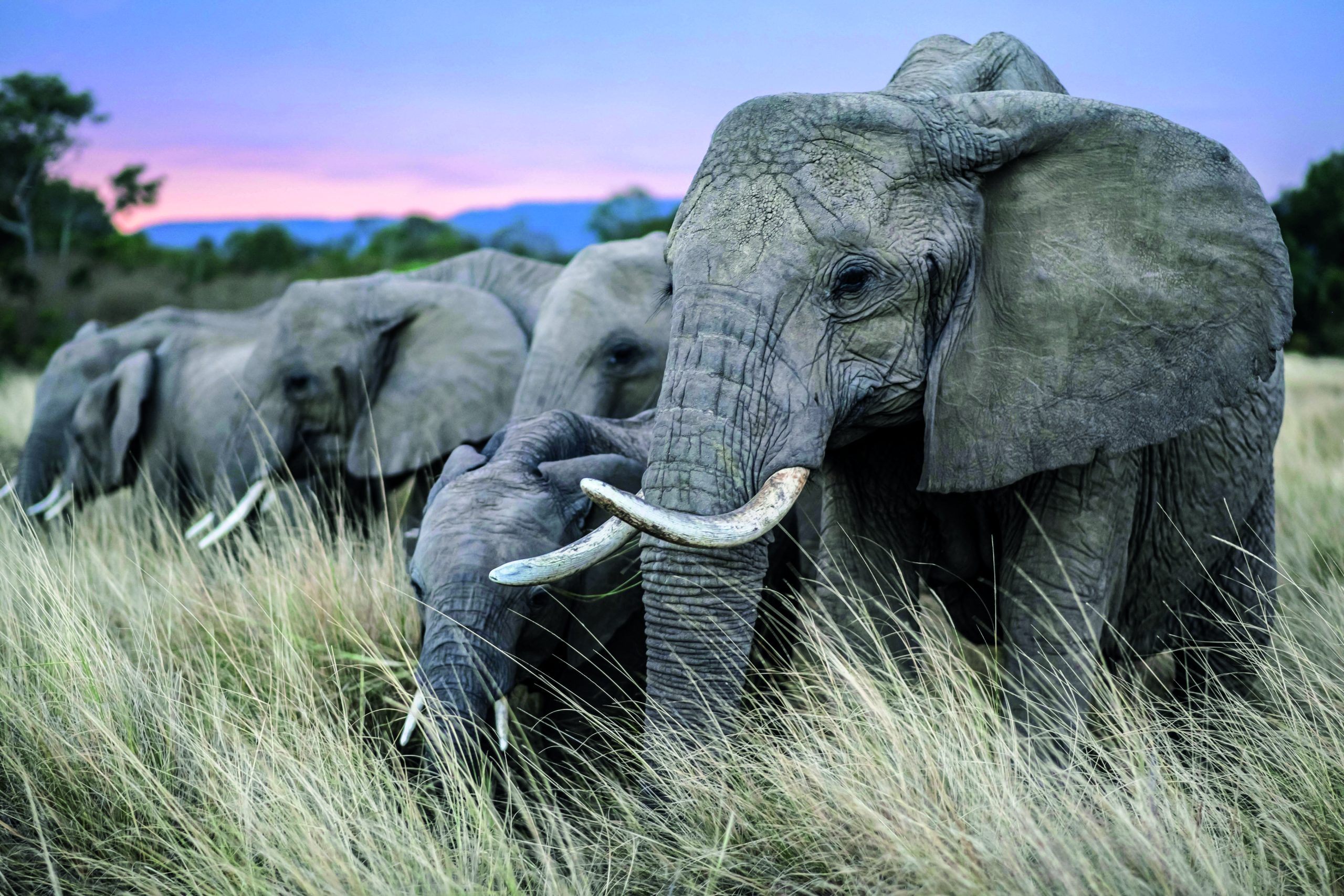 Elefanti: contarli per proteggerli