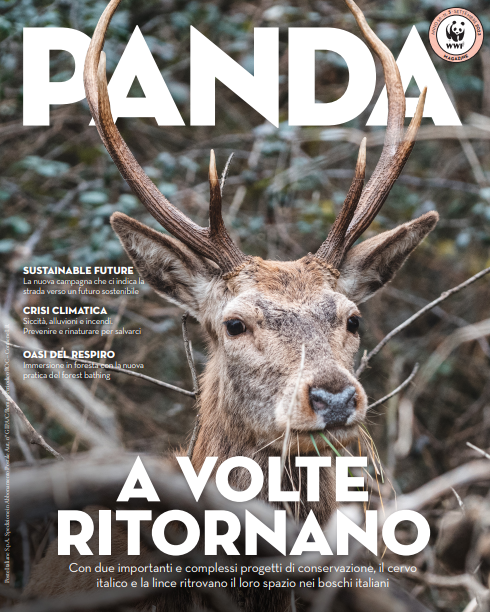 Panda Magazine