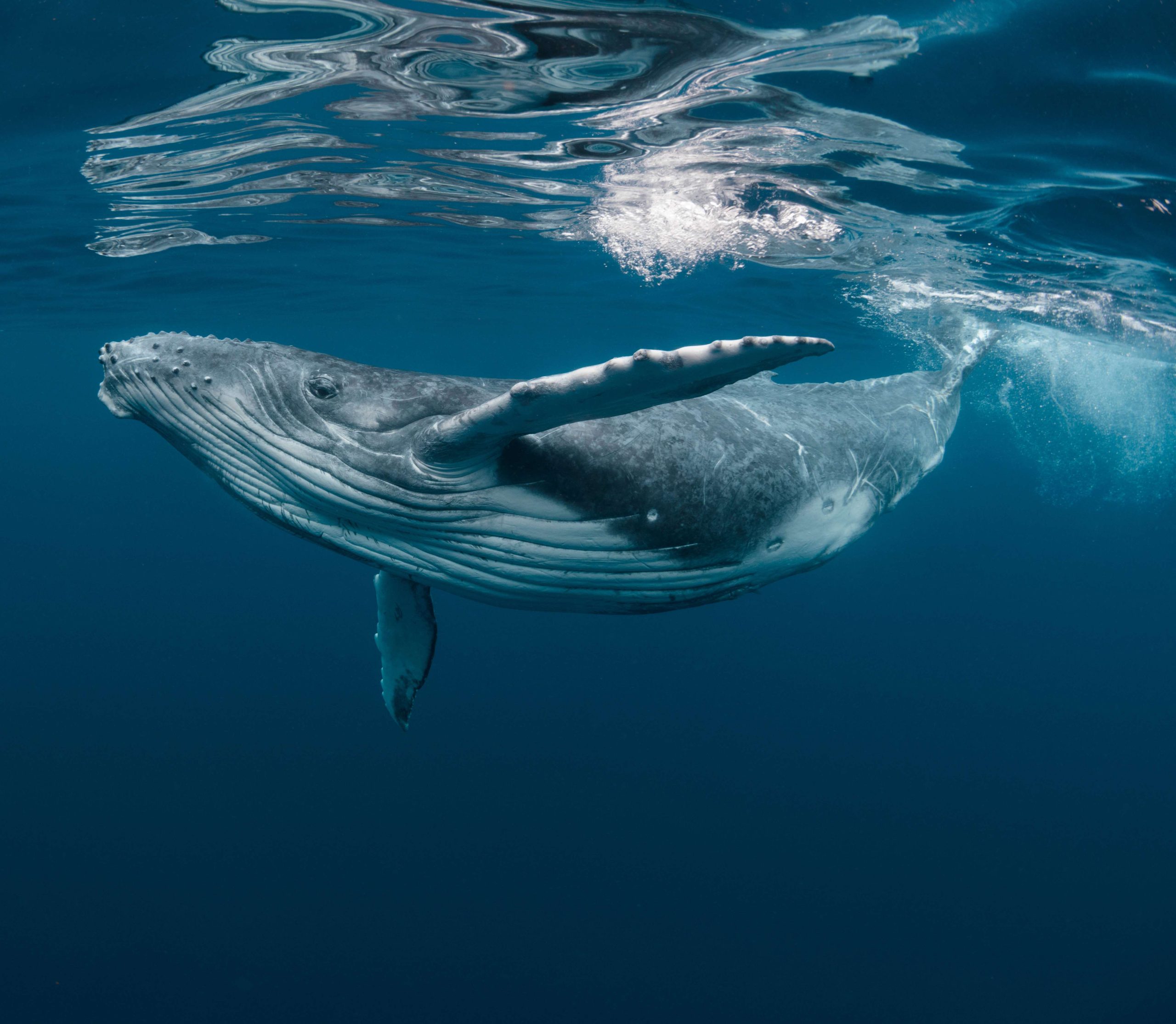 Adotta una specie a distanza: balena