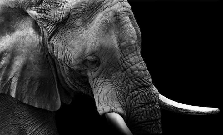Donazione Elefante