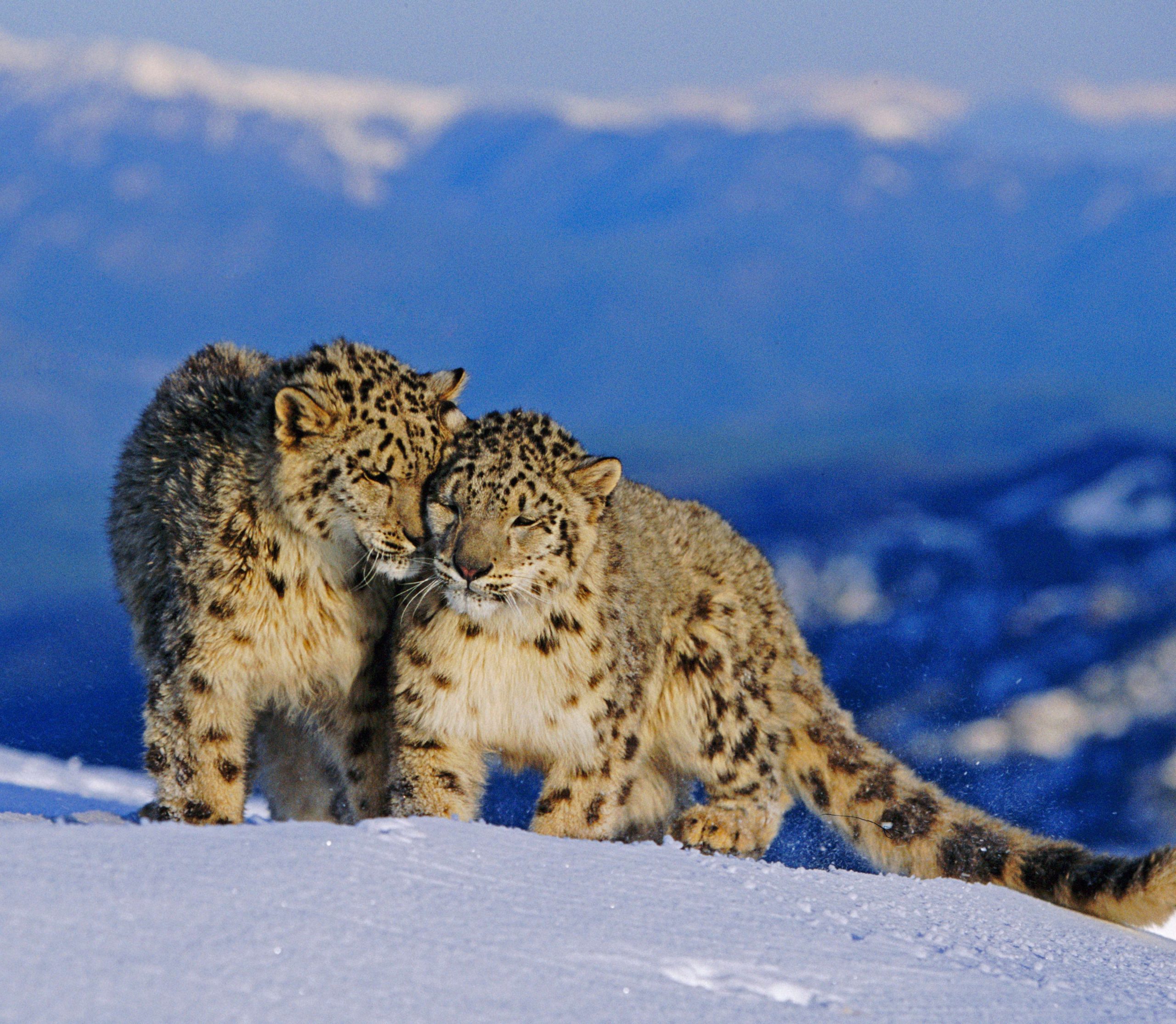 Regala l'adozione di un leopardo delle nevi