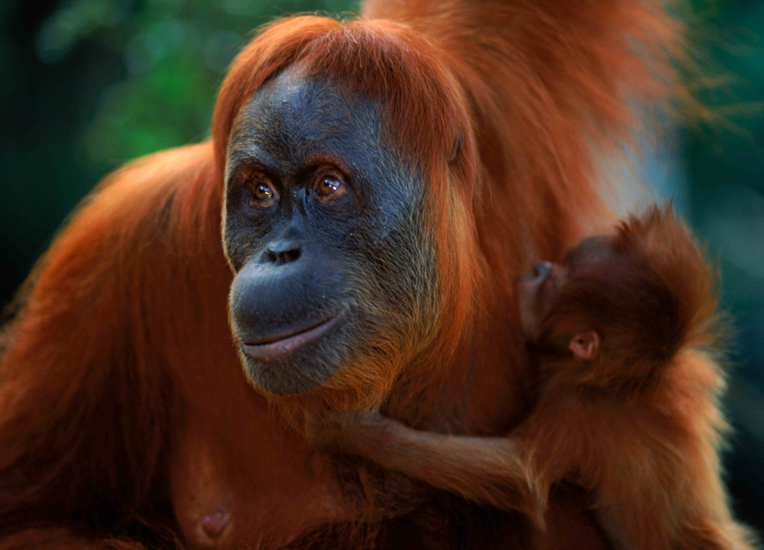 Regala l'adozione di un orango