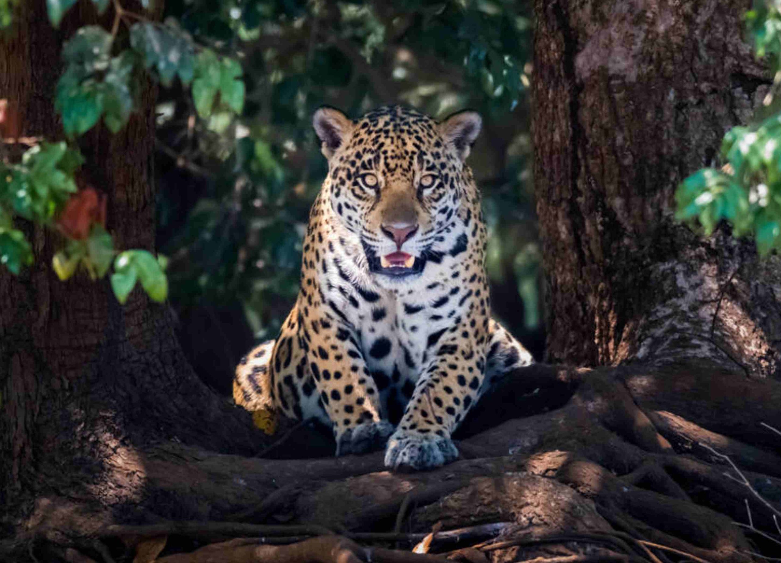 Conflitto <br/>uomo-giaguaro