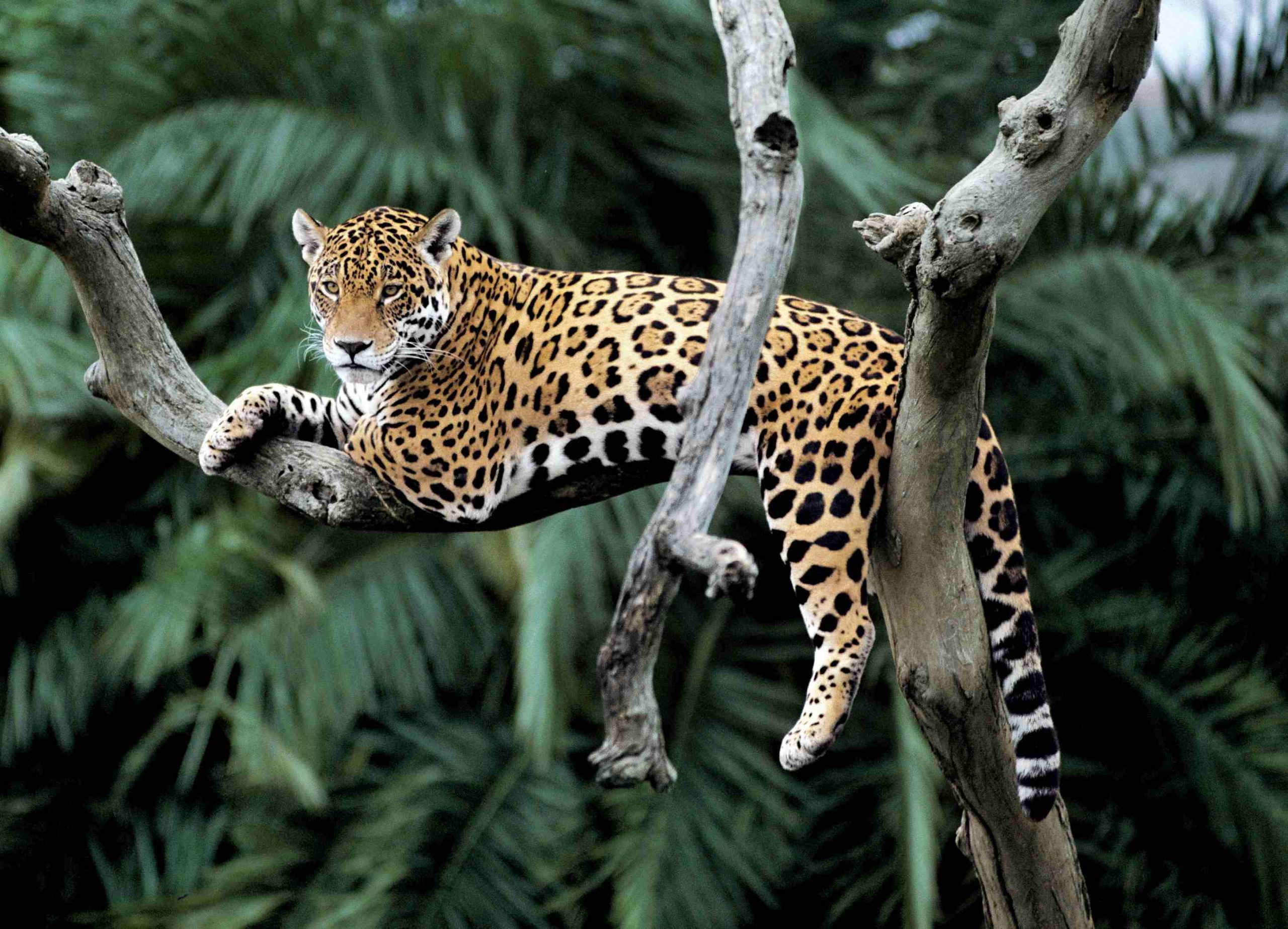 Regala l'adozione di un giaguaro
