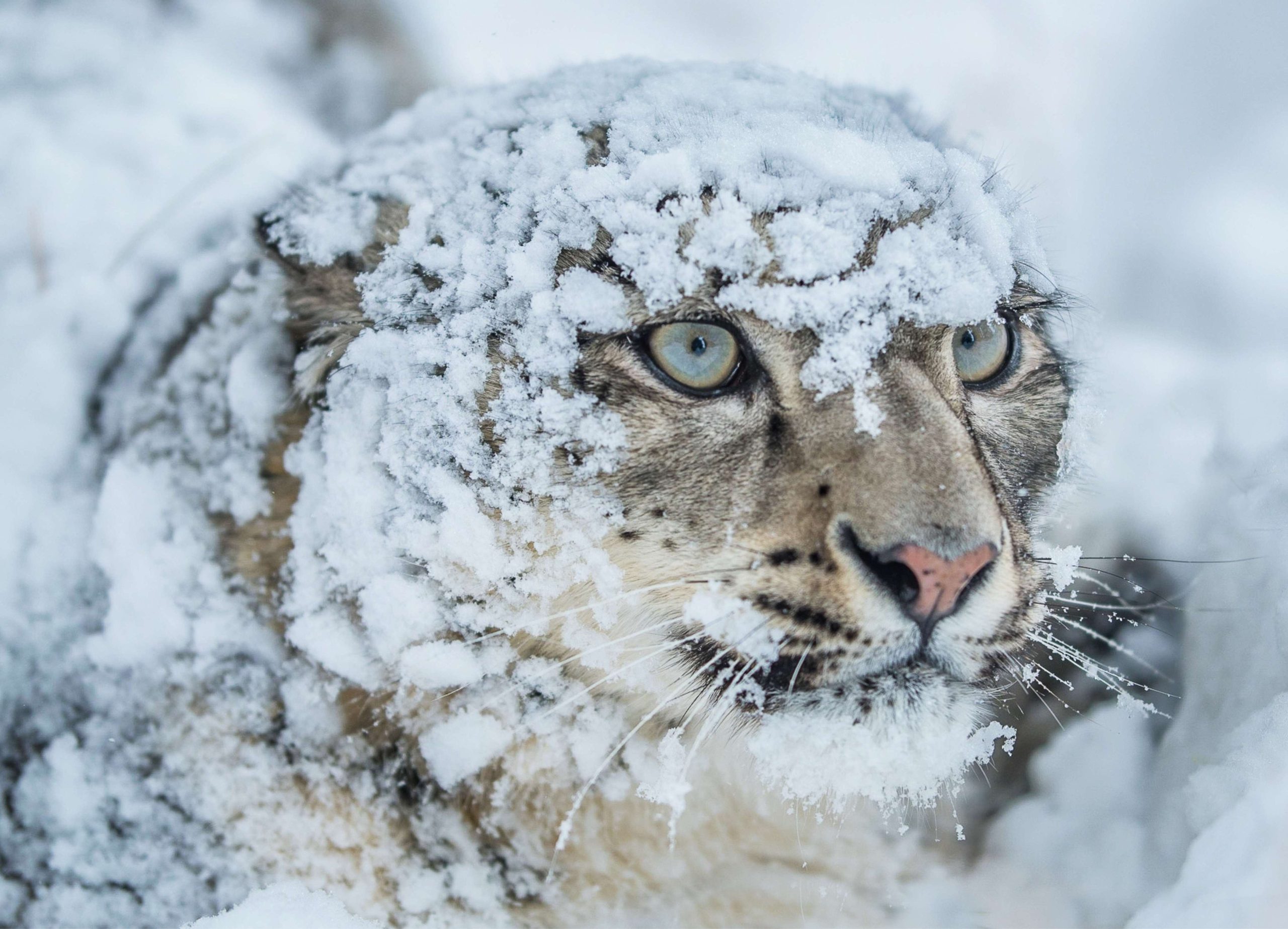 Aumentano i leopardi della neve
