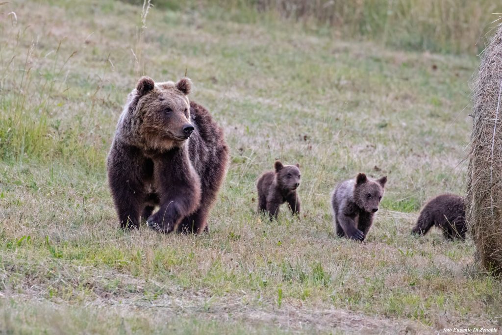 Il Wwf lancia una petizione per proteggere gli ultimi esemplari di orso  bruno marsicano dopo l'uccisione di Amarena