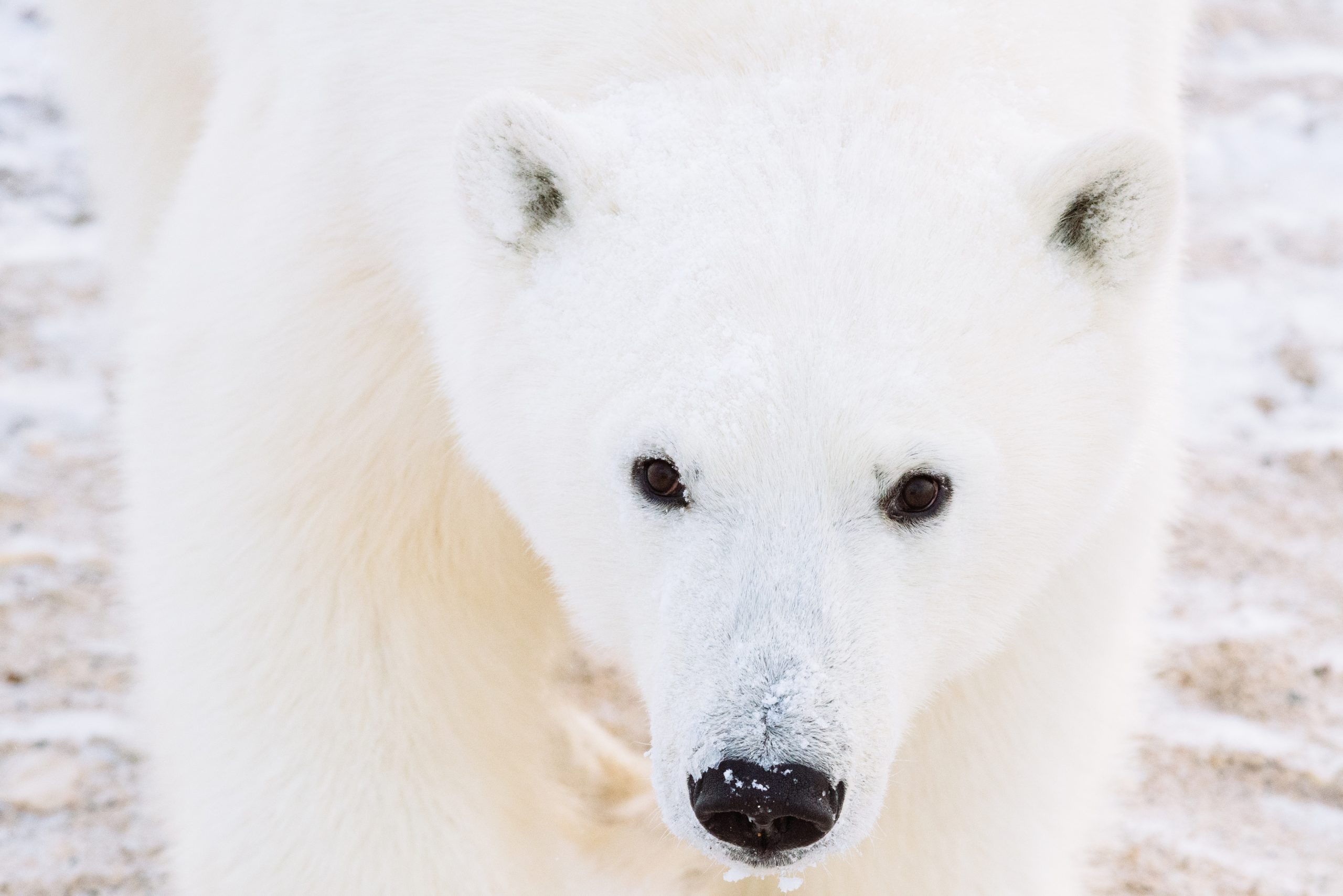 Regala l’adozione di<br/> un orso polare