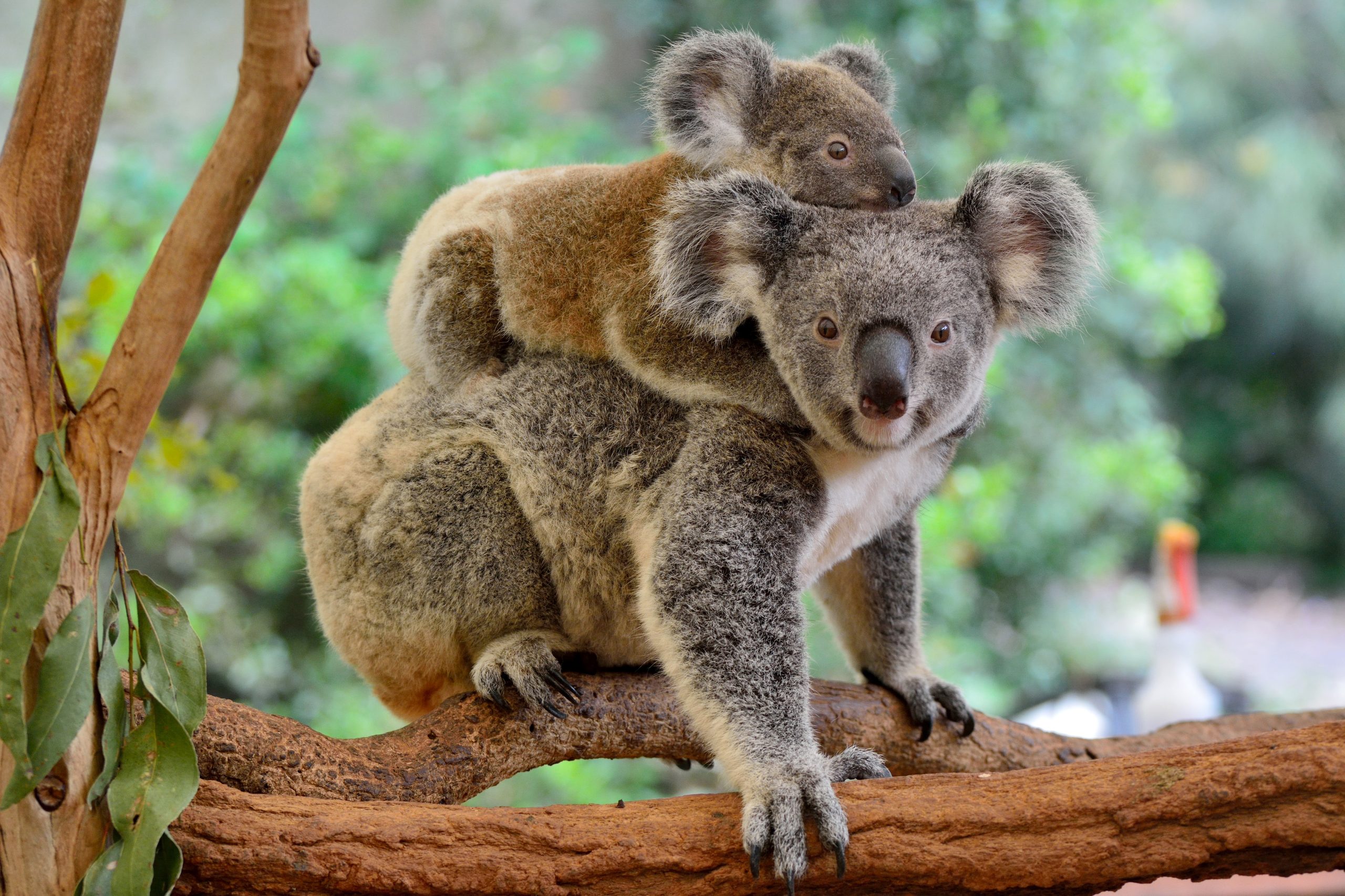 Regala l'adozione di un koala
