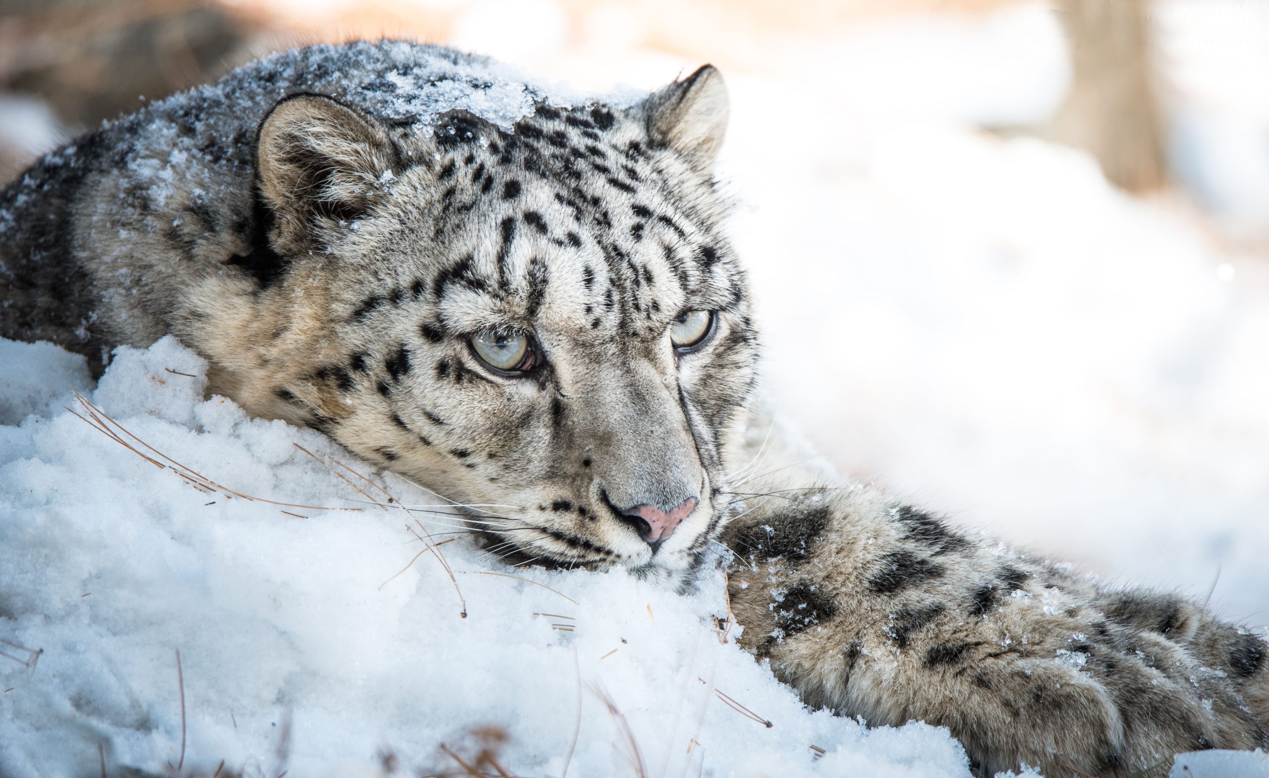 Adotta un <br/>Leopardo delle Nevi