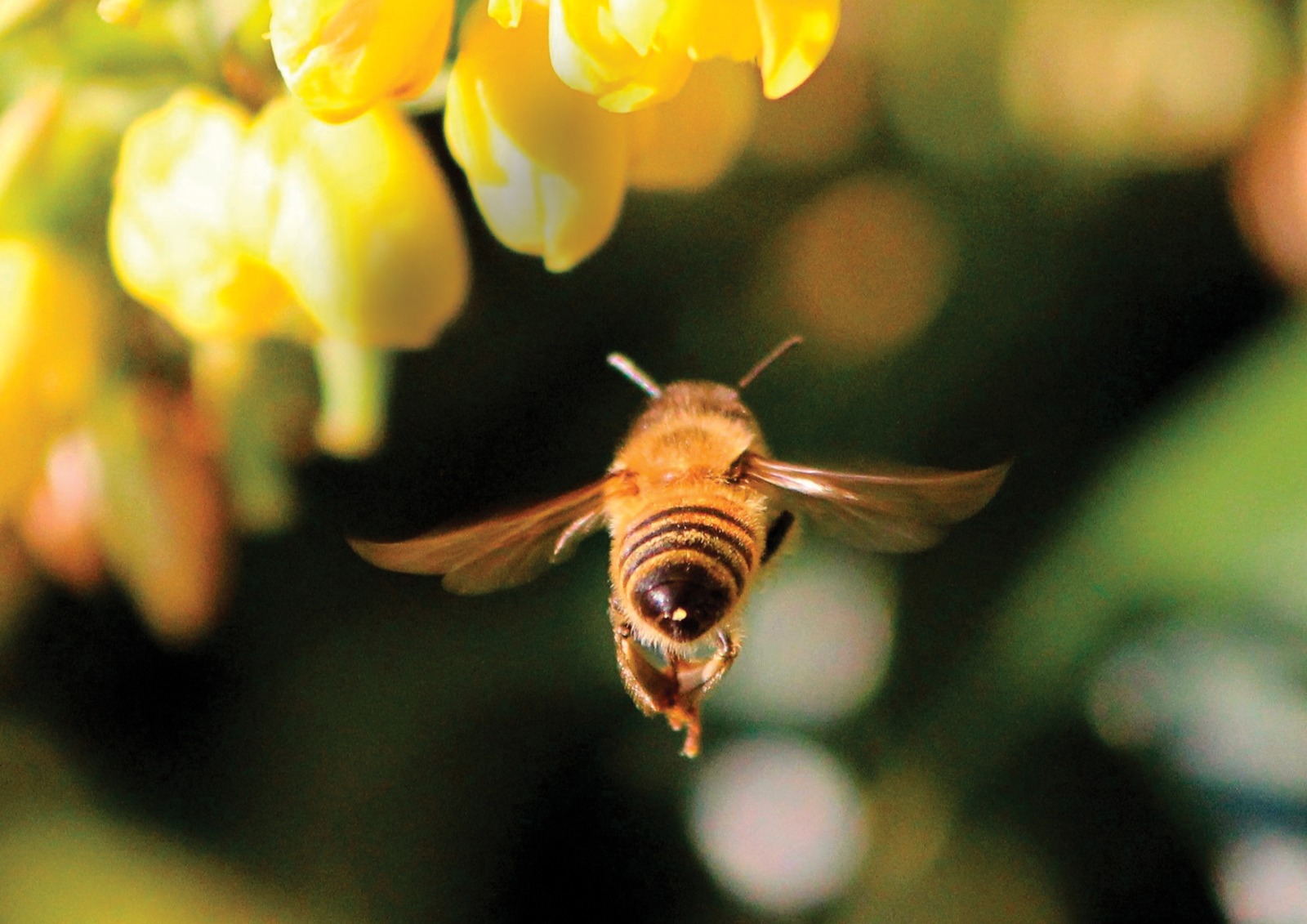 Perchè le api sono così importanti?