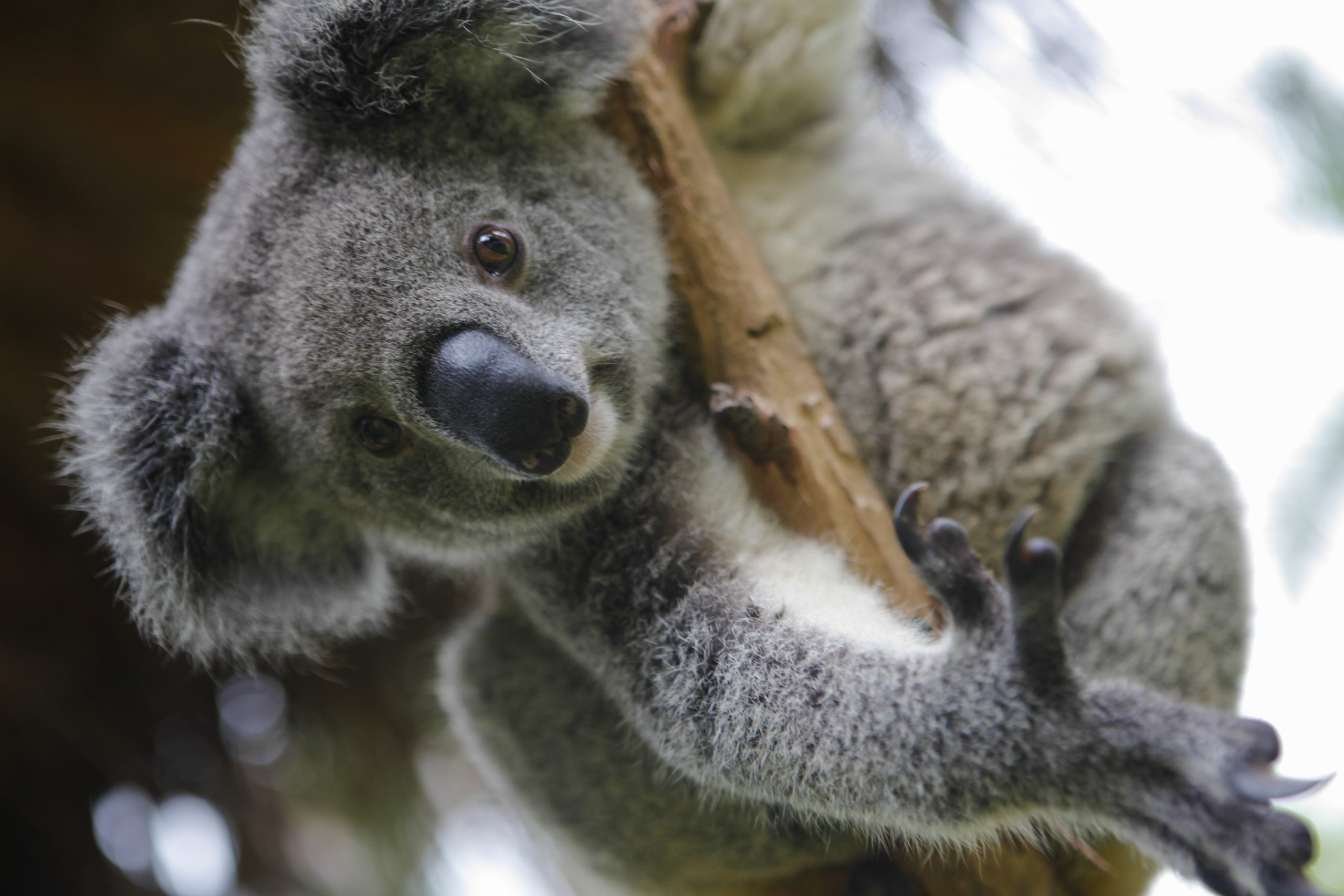 Cosa fa il WWF per i koala