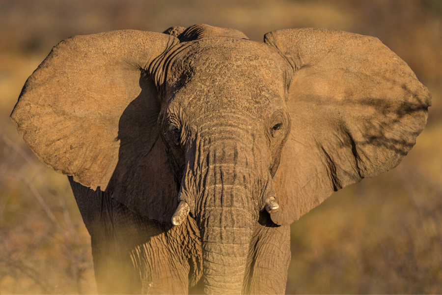 Quali sono le minacce che devono affrontare gli elefanti?