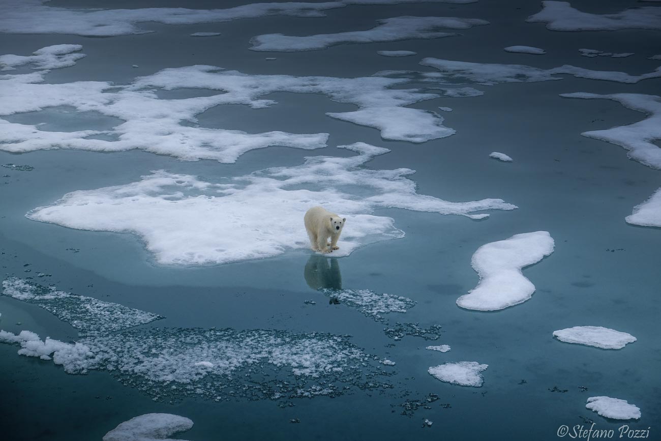 L'Artico e l'orso polare a rischio