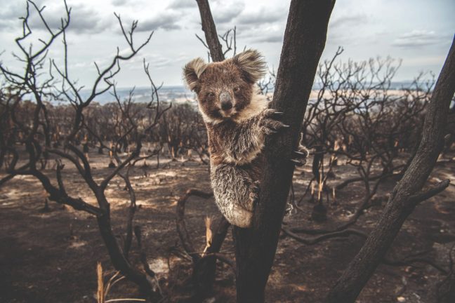 Donazione Koala