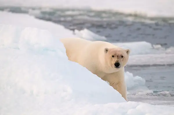 Proteggi l'orso polare