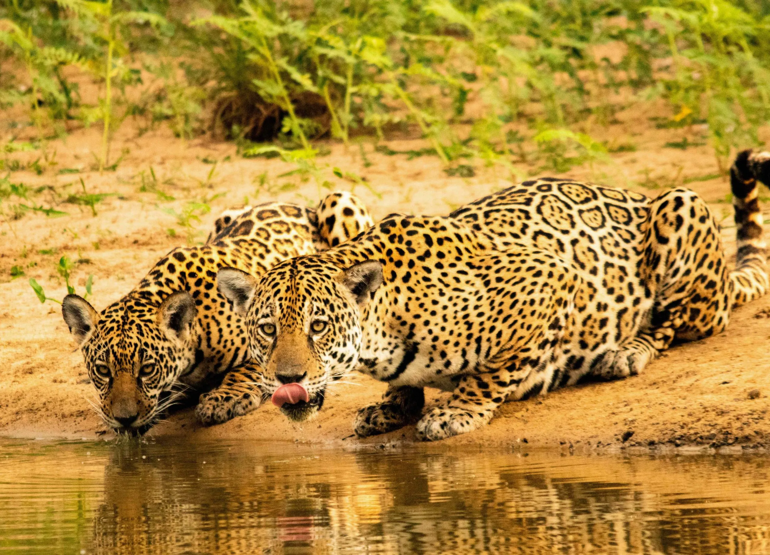 Adotta <br/>un giaguaro
