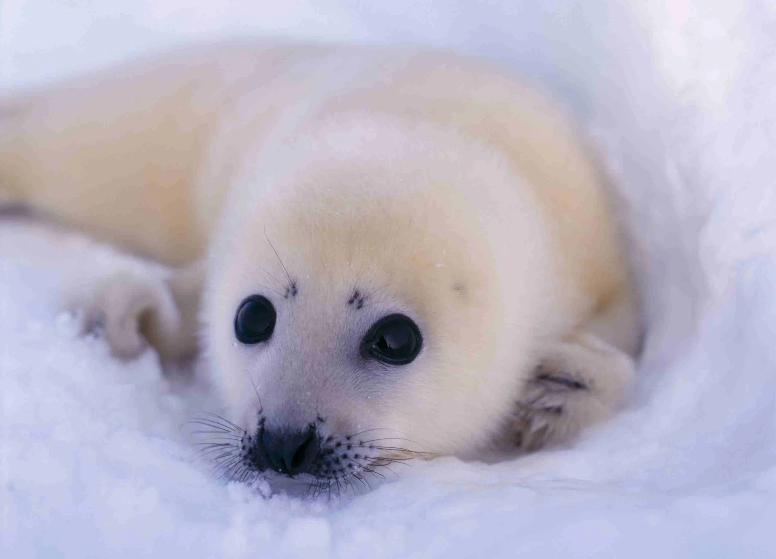 Regala l'adozione di una foca