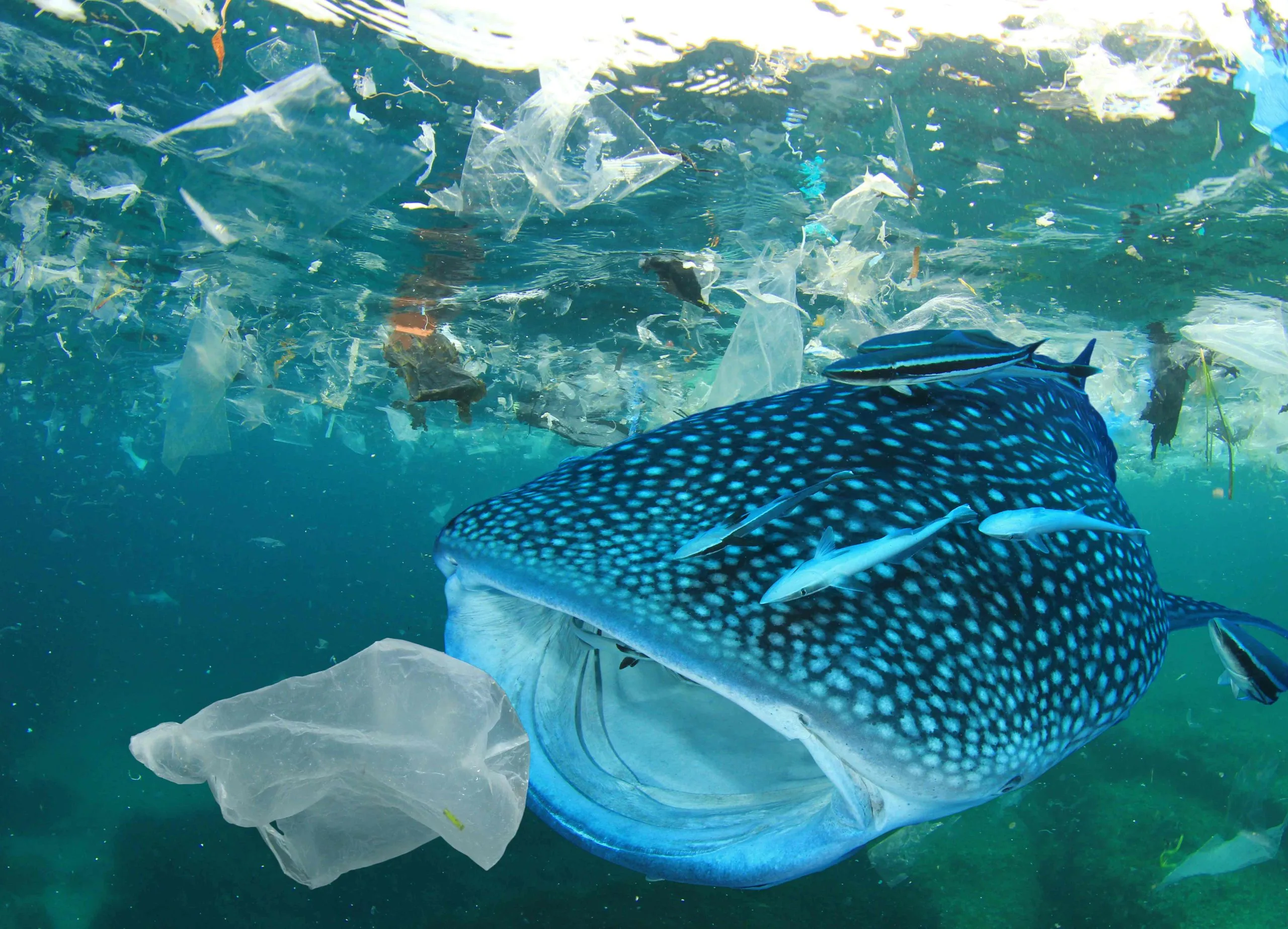 30 mila<br/>tonnellate di plastica negli oceani al giorno