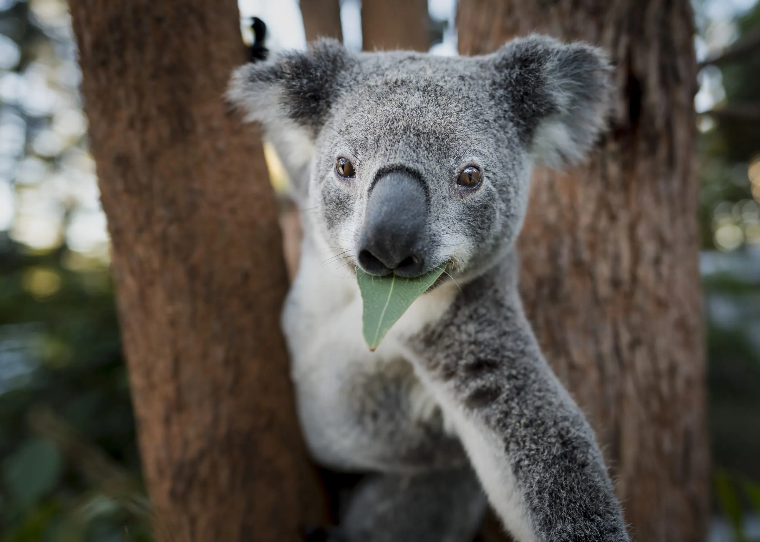 Adotta<br/> un koala