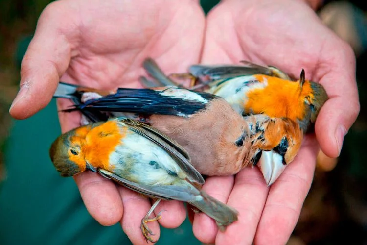 3,2 mila<br/>crimini annuali contro la fauna selvatica